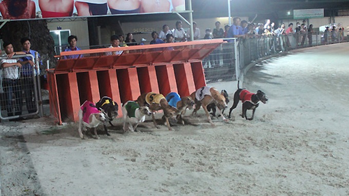 Impressive greyhound racing in Vung Tau - 8