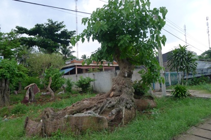 Ancient trees go to cities in masses - 7 Ancient trees go to cities in masses - 7