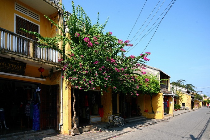 Green trees make Hoi An ever charming - 1