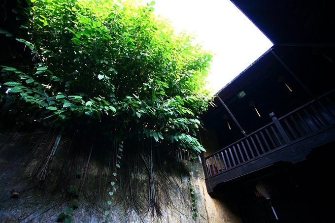 Green trees make Hoi An ever charming - 11
