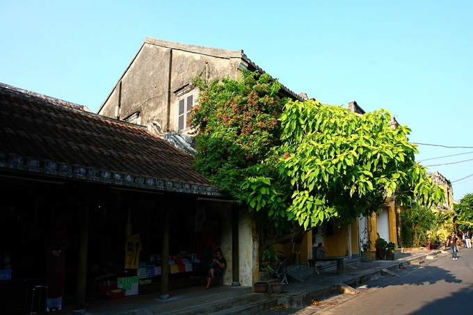 Green trees make Hoi An ever charming - 3