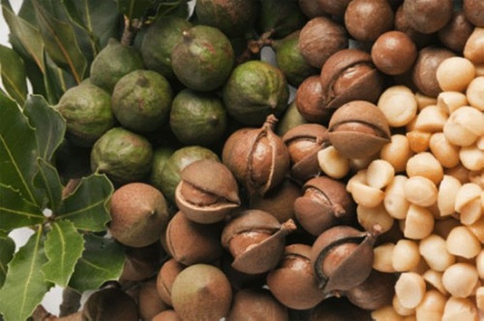Push to grow macadamia industry in Vietnam - 1