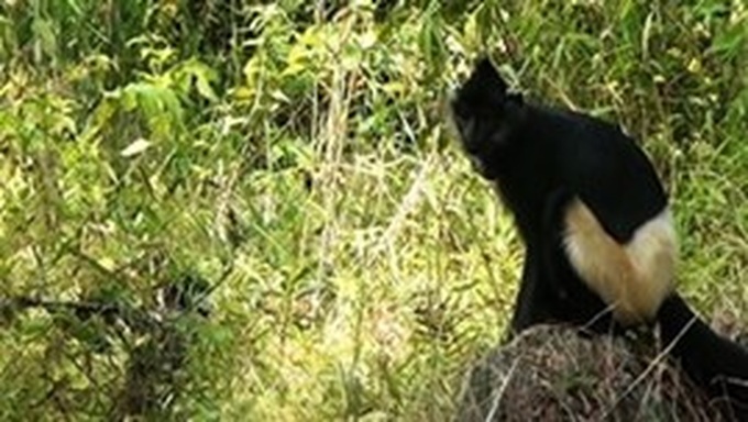 International conference on conservation of primates in Indochina - 1 International conference on conservation of primates in Indochina - 1