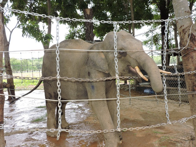Electric fence protects elephants - 2 Electric fence protects elephants - 2