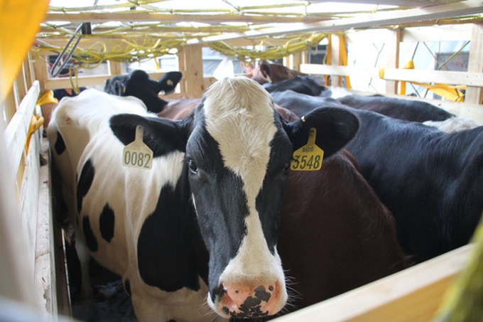 Vinamilk imports more Australian cows - 1 Vinamilk imports more Australian cows - 1