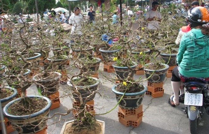 Demand for kumquat and apricot bonsais dampened this Tet - 1