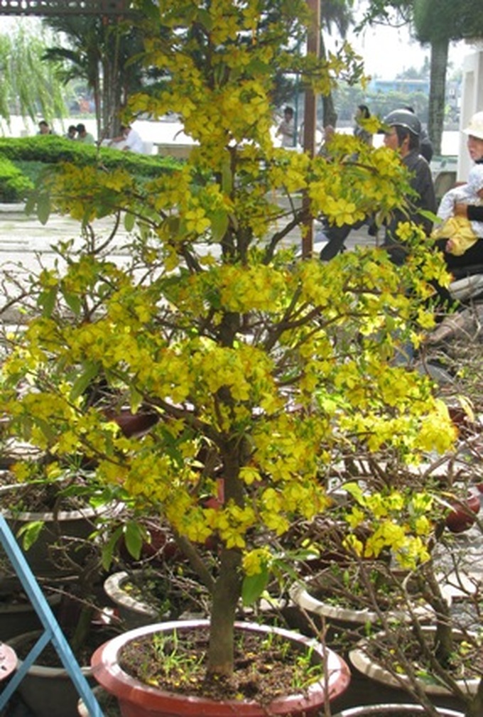 Demand for kumquat and apricot bonsais dampened this Tet - 3