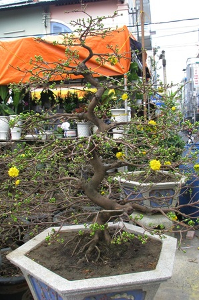 Demand for kumquat and apricot bonsais dampened this Tet - 4