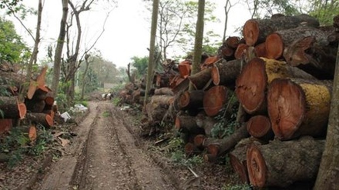Hanoi authorities defend tree fell project - 1