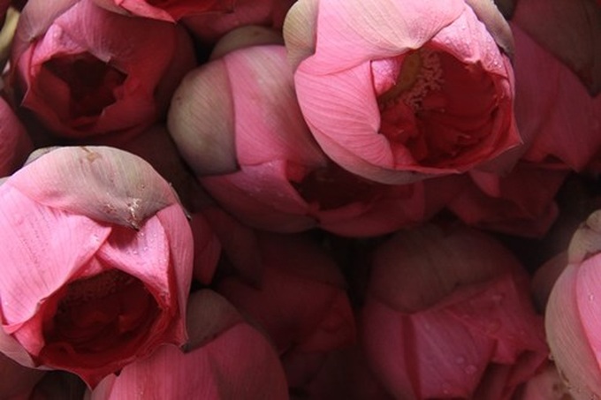 Hanoi’s lotus tea-making art - 9