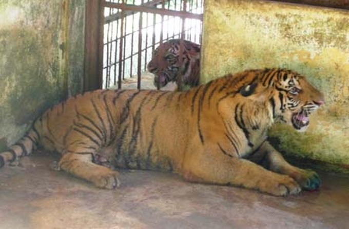 Endangered tigers thrown from truck - 1