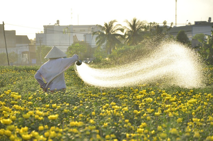 HCM City's flower farms ready for Tet - 1