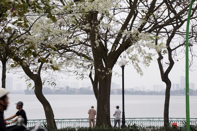 Sua flowers brighten Hanoi's streets - 4
