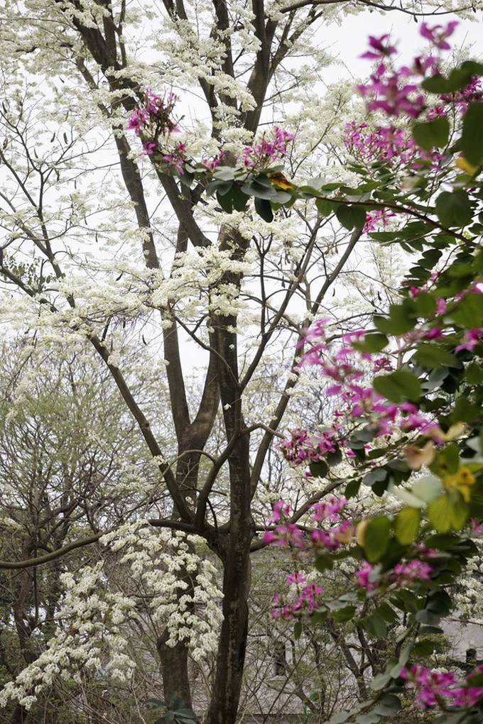 Sua flowers brighten Hanoi's streets - 6