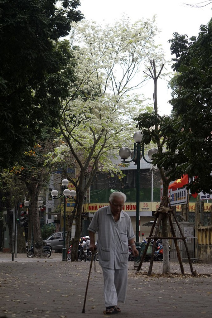 Sua flowers brighten Hanoi's streets - 9