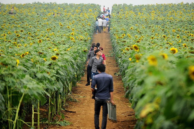 Nghe An’s stunning sunflowers - 2