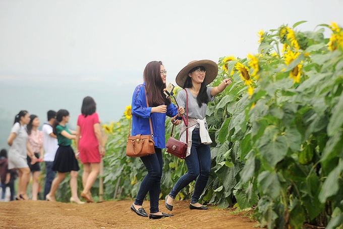 Nghe An’s stunning sunflowers - 3