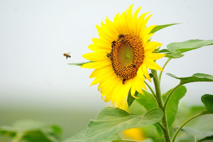 Nghe An’s stunning sunflowers - 5