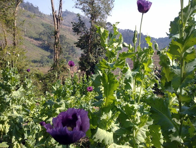 Nghe An struggles to curb opium production - 1