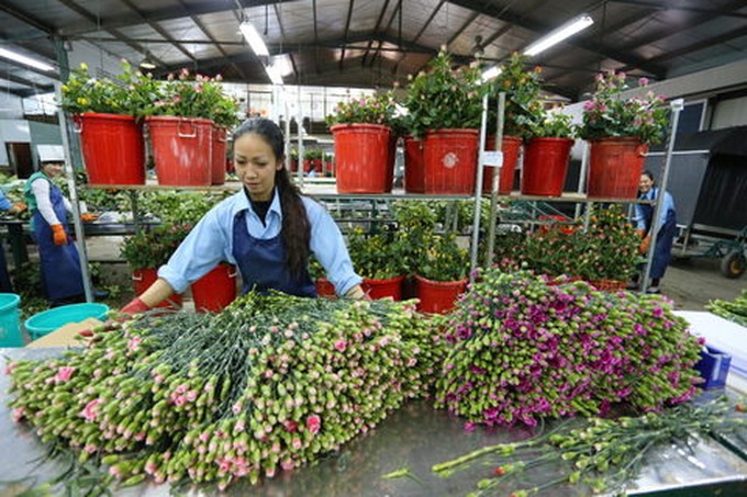 Da Lat to open flower trading centre - 1