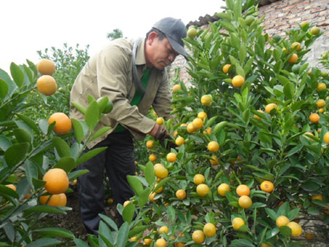 Tet flowers and kumquat likely to be expensive because of weather - 1
