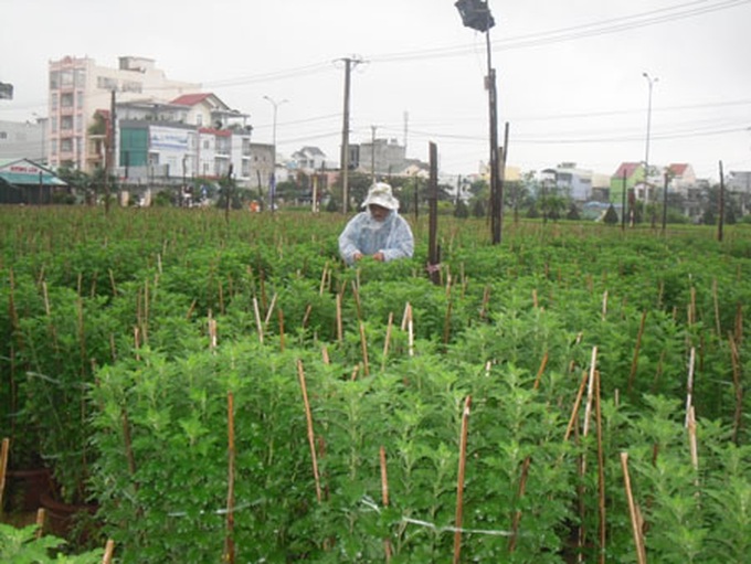 Tet flowers and kumquat likely to be expensive because of weather - 3