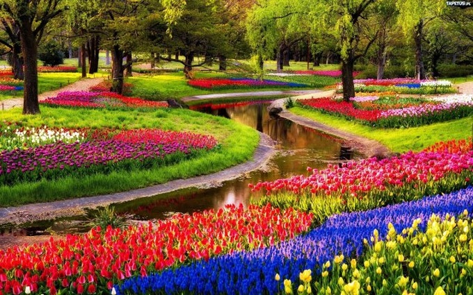 Hanoi to host tulip festival - 1