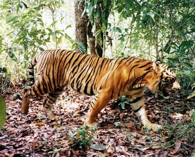 MoNRE drafts National Tiger Conservation Programme by 2022 - 1 MoNRE drafts National Tiger Conservation Programme by 2022 - 1
