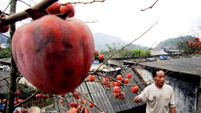 Persimmon brighten Phu Pan Peak - 6 Persimmon brighten Phu Pan Peak - 6