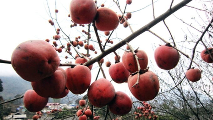 Persimmon brighten Phu Pan Peak - 2 Persimmon brighten Phu Pan Peak - 2