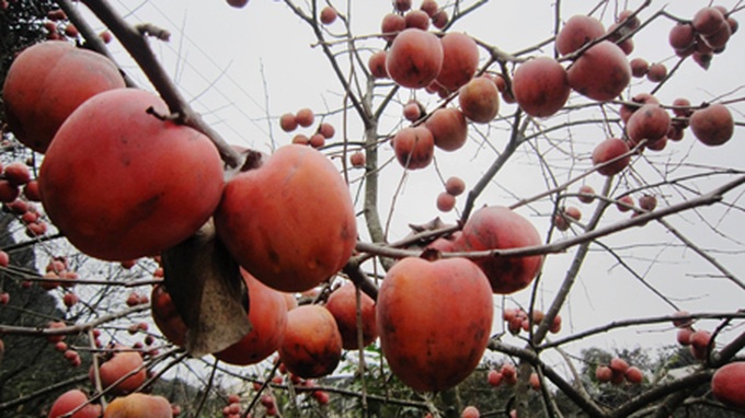 Persimmon brighten Phu Pan Peak - 7 Persimmon brighten Phu Pan Peak - 7