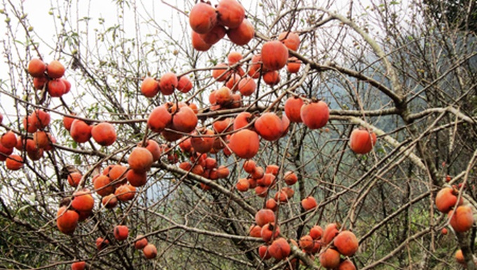 Persimmon brighten Phu Pan Peak - 8 Persimmon brighten Phu Pan Peak - 8