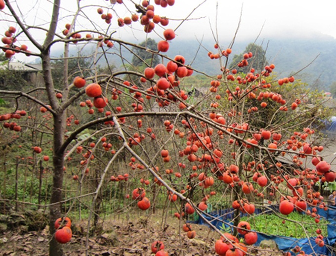 Persimmon brighten Phu Pan Peak - 14 Persimmon brighten Phu Pan Peak - 14