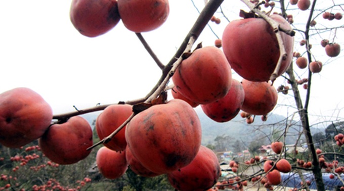 Persimmon brighten Phu Pan Peak - 15 Persimmon brighten Phu Pan Peak - 15