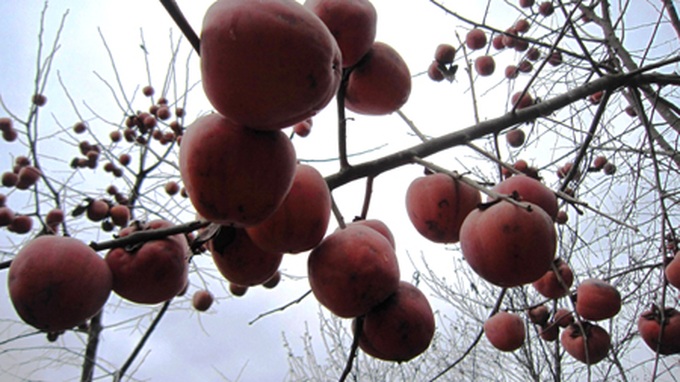 Persimmon brighten Phu Pan Peak - 5 Persimmon brighten Phu Pan Peak - 5
