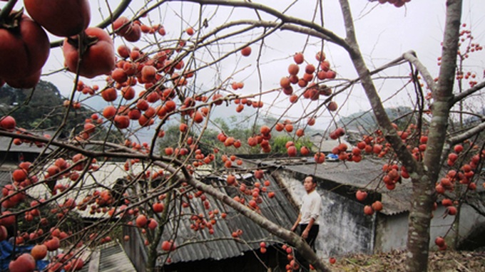 Persimmon brighten Phu Pan Peak - 12 Persimmon brighten Phu Pan Peak - 12