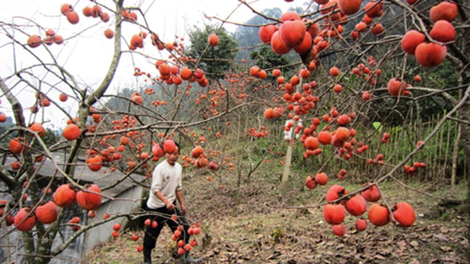 Persimmon brighten Phu Pan Peak - 3 Persimmon brighten Phu Pan Peak - 3