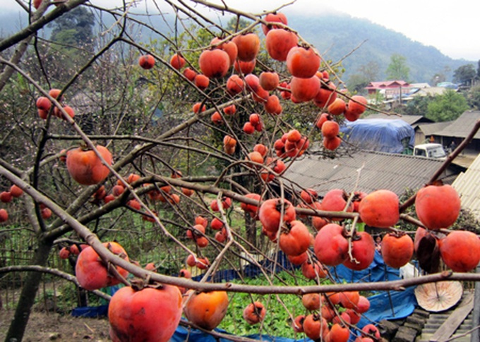 Persimmon brighten Phu Pan Peak - 10 Persimmon brighten Phu Pan Peak - 10