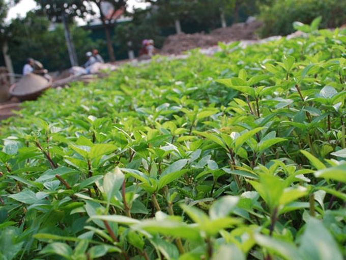 Hanoi's plans for preserving a traditional herb - 1