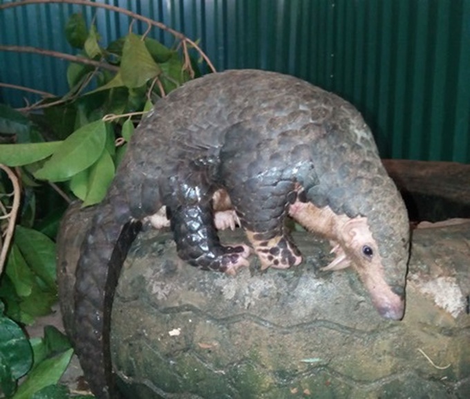 Police seize vehicle with 80 pangolins - 1