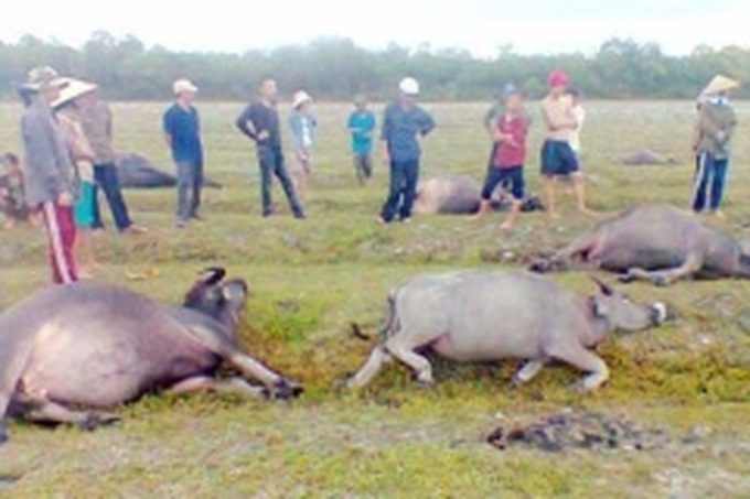 Lightning strikes kill 15 buffaloes in Hue: report - 1