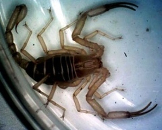 Two new scorpion species found in Vietnam - 1 Two new scorpion species found in Vietnam - 1
