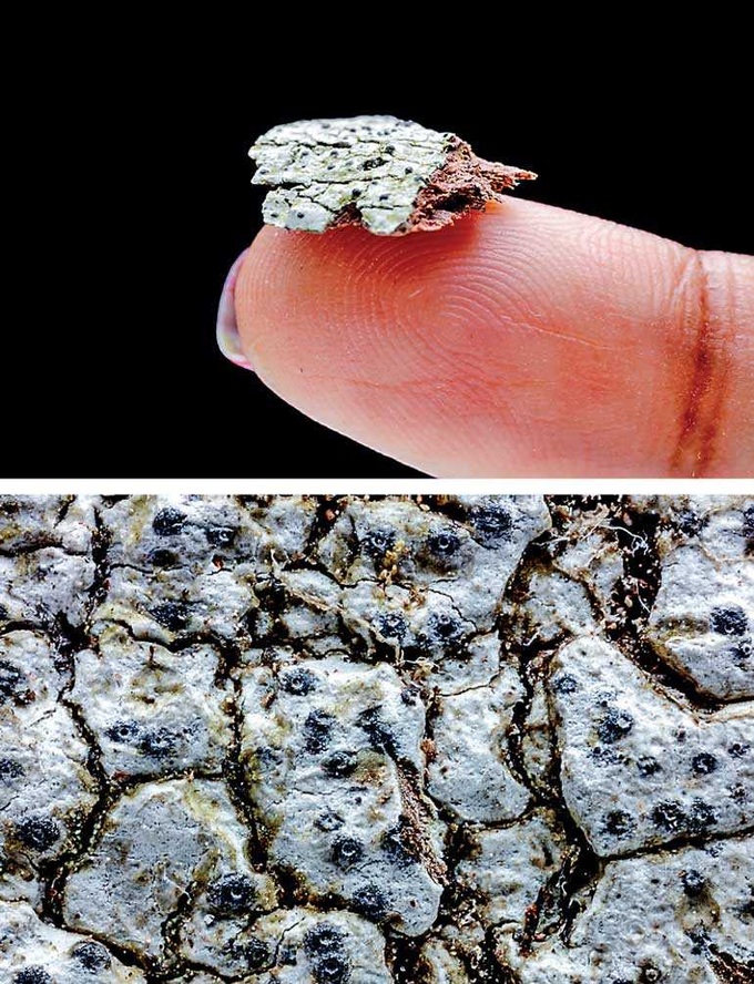 New species of Lichen named after Dilmah founder - 5 New species of Lichen named after Dilmah founder - 5
