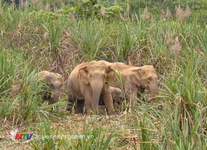 Nghe An struggles to deal with wild elephant preservation - 1