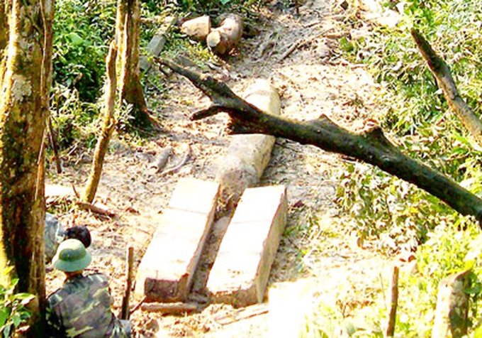 Ha Tinh Province investigates illegal deforestation - 1 Ha Tinh Province investigates illegal deforestation - 1