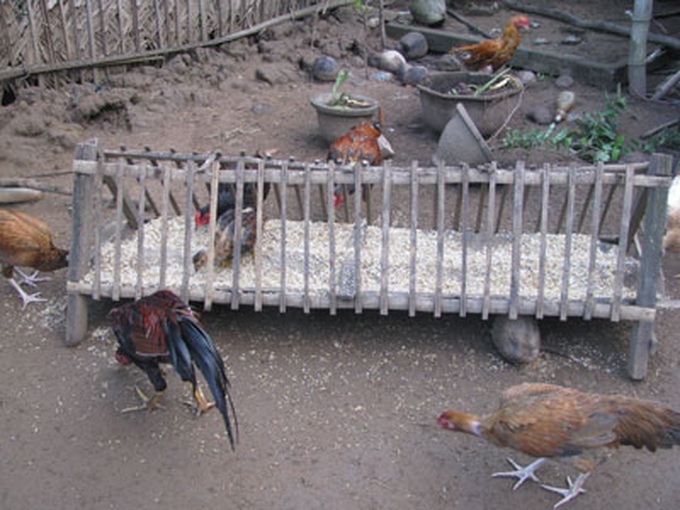 Vietnam develops vaccine for toxic bird flu virus - 1 Vietnam develops vaccine for toxic bird flu virus - 1