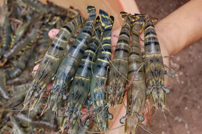 Shrimp farms in Mekong Delta devastated by disease - 1