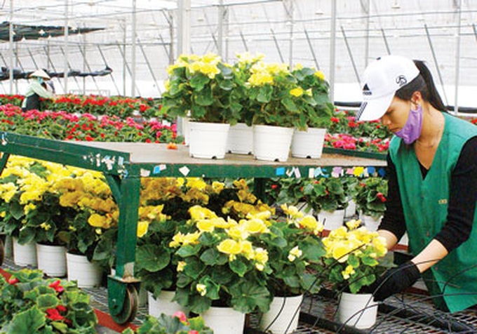 Dalat Hasfarm exports flowers to Russian market - 1 Dalat Hasfarm exports flowers to Russian market - 1