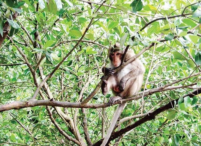 HCM City a hub for illegal animal trade - 1