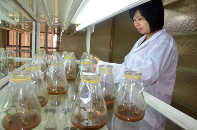 Vietnam pilots public-private partnerships in agriculture - 1